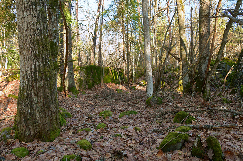 bohman-invest-forestery-022