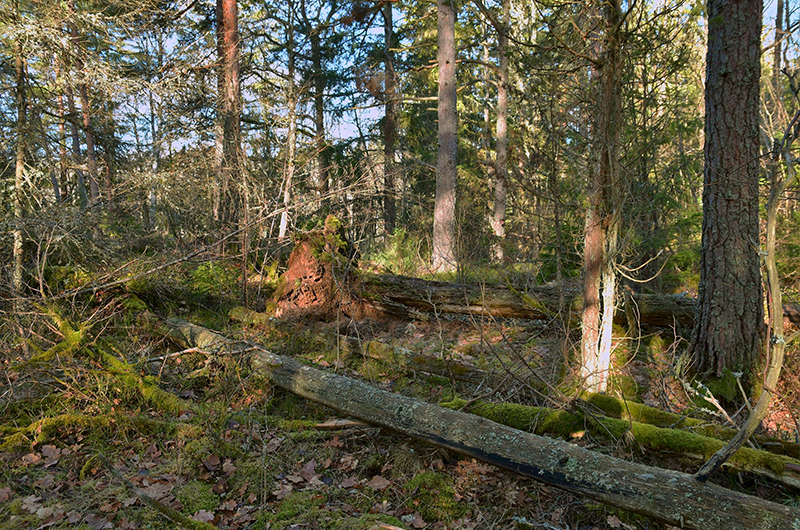bohman-invest-forestery-028
